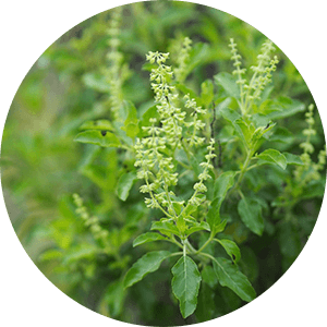 Ayurvedic Plants