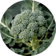 Broccoli