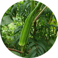 Okra