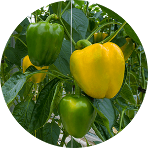 Varieties of Capsicum