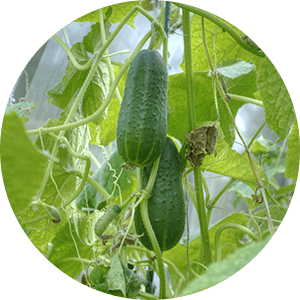 Varieties of Cucumber