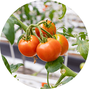 Varieties of Tomato