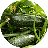 Zucchini